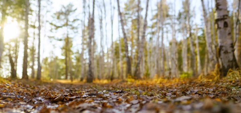 Fall leaves on forest floor