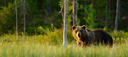 Brown bear in field staring at you is much the risks that you need to manage as part of CRM change management.